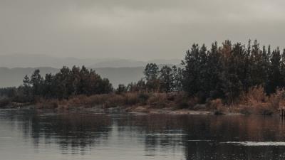 Trees bushes water 4k wallpaper