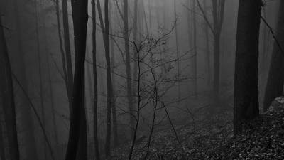 Trees bw forest 4k wallpaper