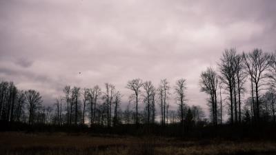 Trees cloudy field grass 4k wallpaper