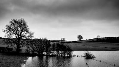 Trees coast bw 4k wallpaper