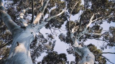 Trees crowns branches 4k wallpaper