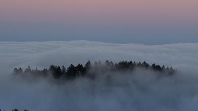 Trees fog clouds 4k wallpaper