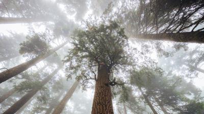 Trees fog forest hh 4k wallpaper