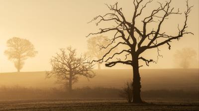 Trees fog hills 4k wallpaper