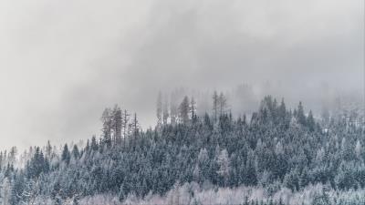 Trees fog snow 4k wallpaper