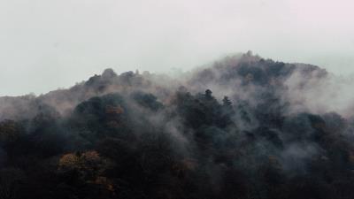 Trees fog top 4k wallpaper