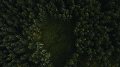 Trees forest aerial view gg 4k wallpaper
