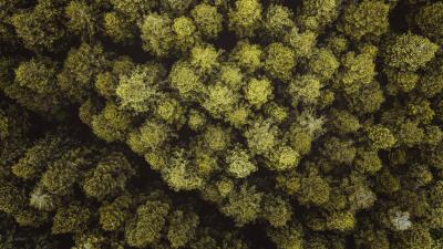 Trees forest aerial view h 4k wallpaper