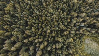 Trees forest aerial view image 4k wallpaper
