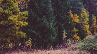 Trees forest autumn grass 4k wallpaper