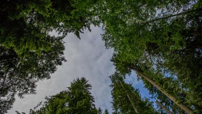 Trees forest bottom view image 4k wallpaper