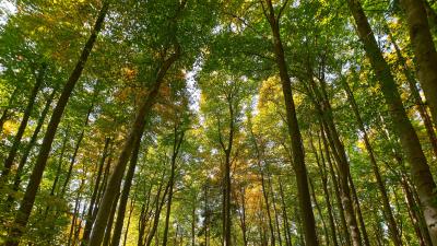 Trees forest bottom view 4k wallpaper