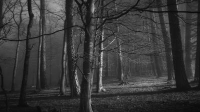 Trees forest bw h 4k wallpaper