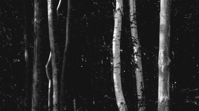 Trees forest bw image 4k wallpaper