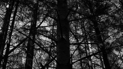 Trees forest bw 4k wallpaper