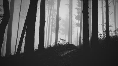 Trees forest fog image 4k wallpaper