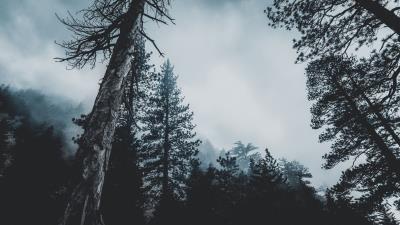 Trees forest fog 4k wallpaper