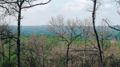 Trees forest horizon 4k wallpaper