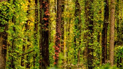 Trees forest ivy 4k wallpaper