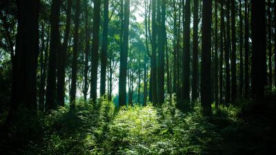 Trees forest light 4k wallpaper