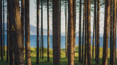 Trees forest pines 4k wallpaper