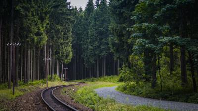 Trees forest railway 4k wallpaper