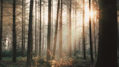 Trees forest rays 4k wallpaper