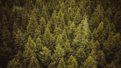 Trees forest spruce 4k wallpaper