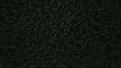 Trees forest top view green 4k wallpaper