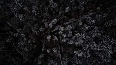 Trees forest top view image 4k wallpaper