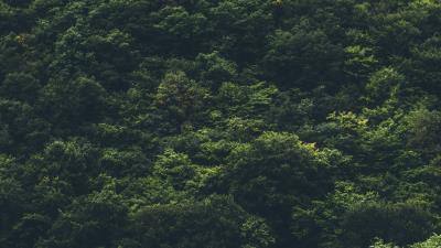 Trees forest top view 4k wallpaper