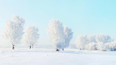 Trees frost snow winter 4k wallpaper