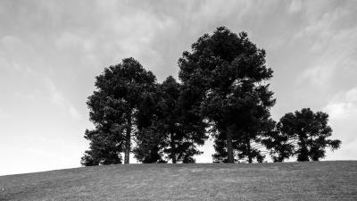 Trees grass bw 4k wallpaper