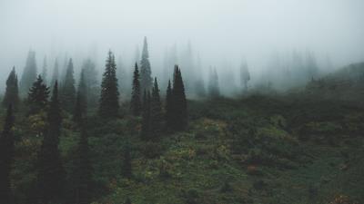 Trees grass fog 4k wallpaper