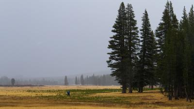 Trees grass forest 4k wallpaper