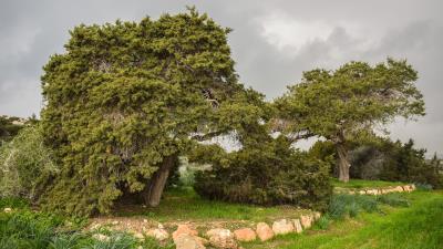 Trees grass park 4k wallpaper