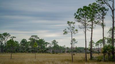 Trees grass savannah 4k wallpaper