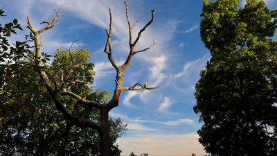Trees grass sky clouds 4k wallpaper