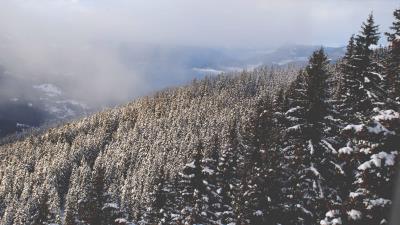 Trees high snow 4k wallpaper