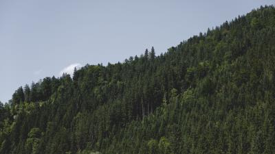 Trees hill green sky 4k wallpaper