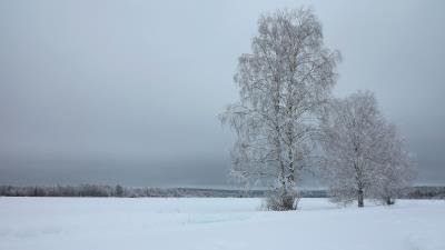 Trees in Finland Ultra HD Wallpaper 4k wallpaper