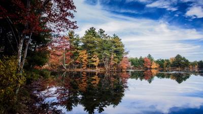 Trees lake branches 4k wallpaper
