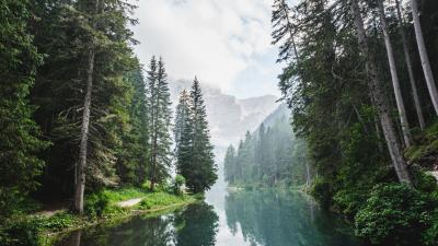 Trees lake forest clouds 4k wallpaper