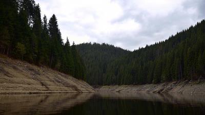 Trees lake forest 4k wallpaper