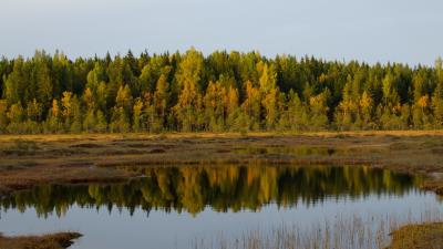 Trees lake reflection image 4k wallpaper
