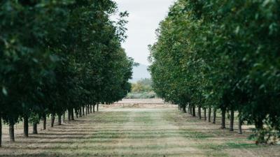 Trees lawn green 4k wallpaper
