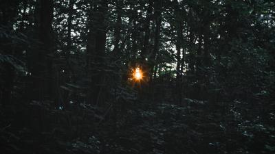 Trees light beam 4k wallpaper