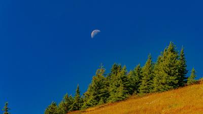 Trees moon slope 4k wallpaper