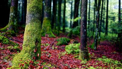 Trees moss bark forest 4k wallpaper
