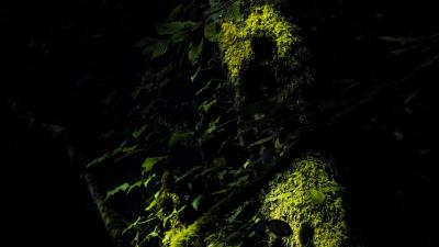 Trees moss branches 4k wallpaper